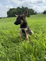 Dalia , a female German Shepherd Dog for sale in Allentown, PA – 3 of 3