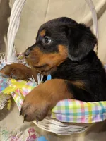 Easter , a male Rottweiler for sale in Allentown, PA – Photo 3 of 7