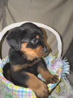 Easter , a male Rottweiler for sale in Allentown, PA – Photo 4 of 7
