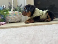 Easter pups, a female Rottweiler for sale in Allentown, PA – Photo 3 of 4