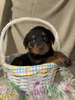 Easter , a male Rottweiler for sale in Allentown, PA – Photo 2 of 7