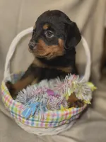 Easter , a male Rottweiler for sale in Allentown, PA – Photo 1 of 7