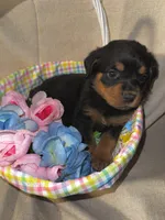 Easter , a male Rottweiler for sale in Allentown, PA – Photo 7 of 7