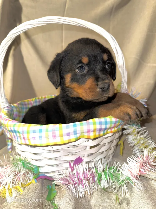 Easter pups – Rottweiler puppy for sale in Allentown, PA