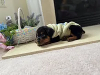 Easter pups, a female Rottweiler for sale in Allentown, PA – Photo 2 of 4