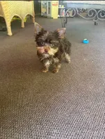 Teddy , a male Yorkshire Terrier for sale in Allentown, PA – 2 of 3