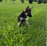 Freya, a female German Shepherd Dog for sale in Allentown, PA – 1 of 4