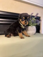 Zaxbys , a male Rottweiler for sale in Allentown, PA – 2 of 4