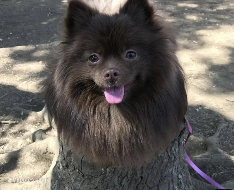 Cocoa – Pomeranian puppy for sale in Allentown, PA