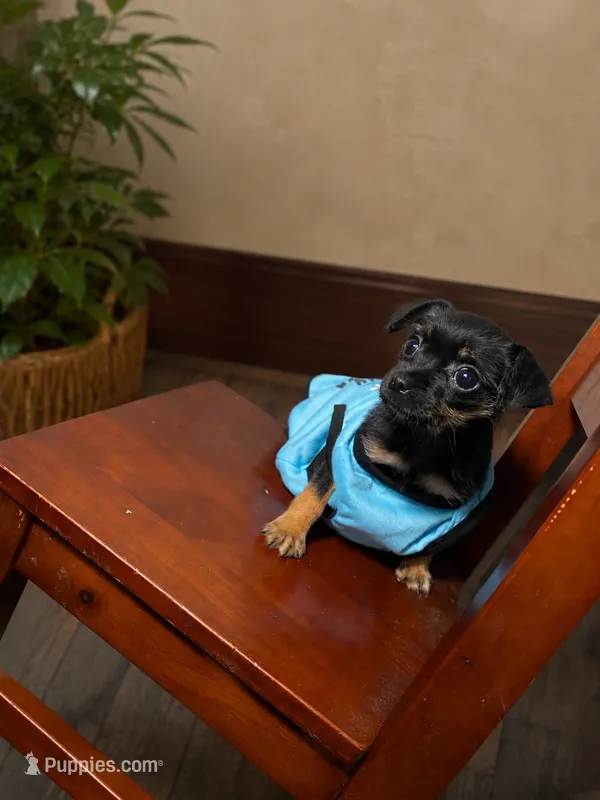 Brownie – Chihuahua puppy for sale in Allentown, PA