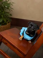 Brownie, a male Chihuahua for sale in Allentown, PA – 1 of 3
