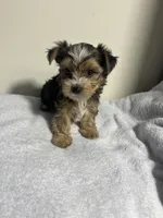 Bentley , a male Yorkshire Terrier for sale in Allentown, PA – 2 of 3