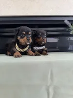 Zaxbys , a male Rottweiler for sale in Allentown, PA – 4 of 4