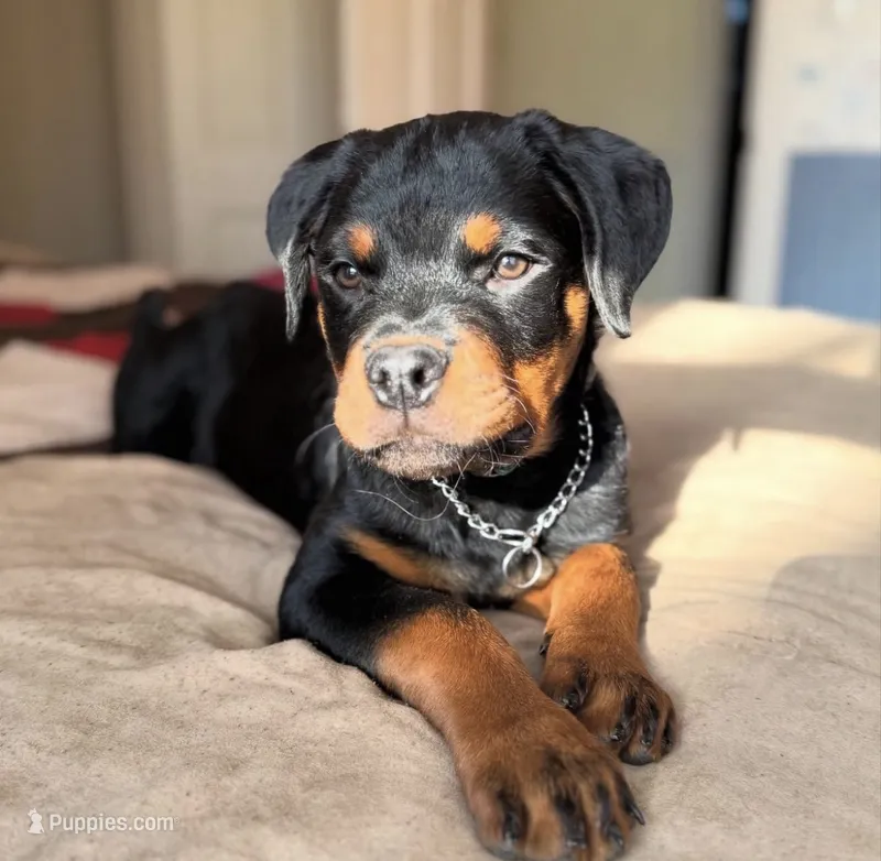 Venom – Rottweiler puppy for sale in Allentown, PA