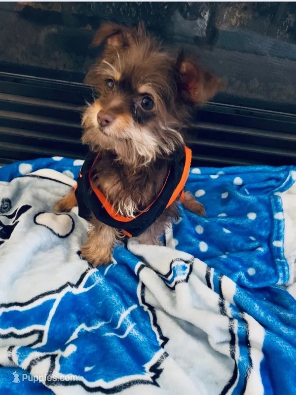Cocoa  – Yorkshire Terrier puppy for sale in Allentown, PA
