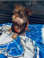 Cocoa , a male Yorkshire Terrier for sale in Allentown, PA – 1 of 2