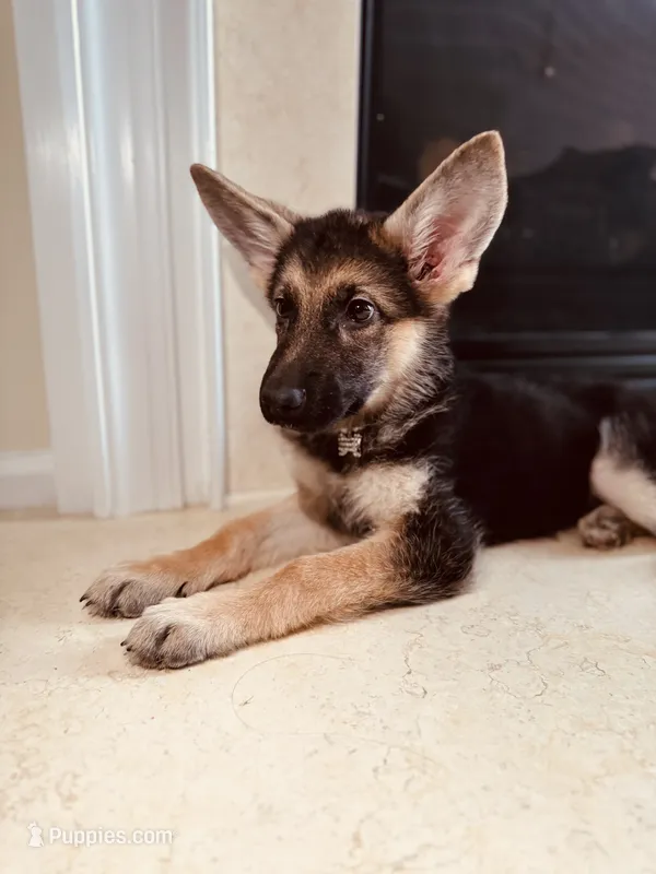 Blossom  – German Shepherd Dog puppy for sale in Allentown, PA