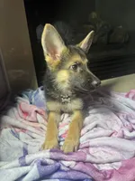 Blossom , a female German Shepherd Dog for sale in Allentown, PA – 3 of 3