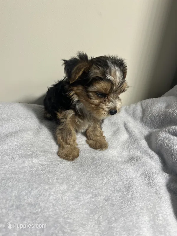 Bentley  – Yorkshire Terrier puppy for sale in Allentown, PA