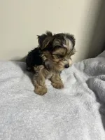 Bentley , a male Yorkshire Terrier for sale in Allentown, PA – 1 of 3