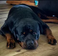 Lola, a female Rottweiler for sale in Allentown, PA – Photo 2 of 2