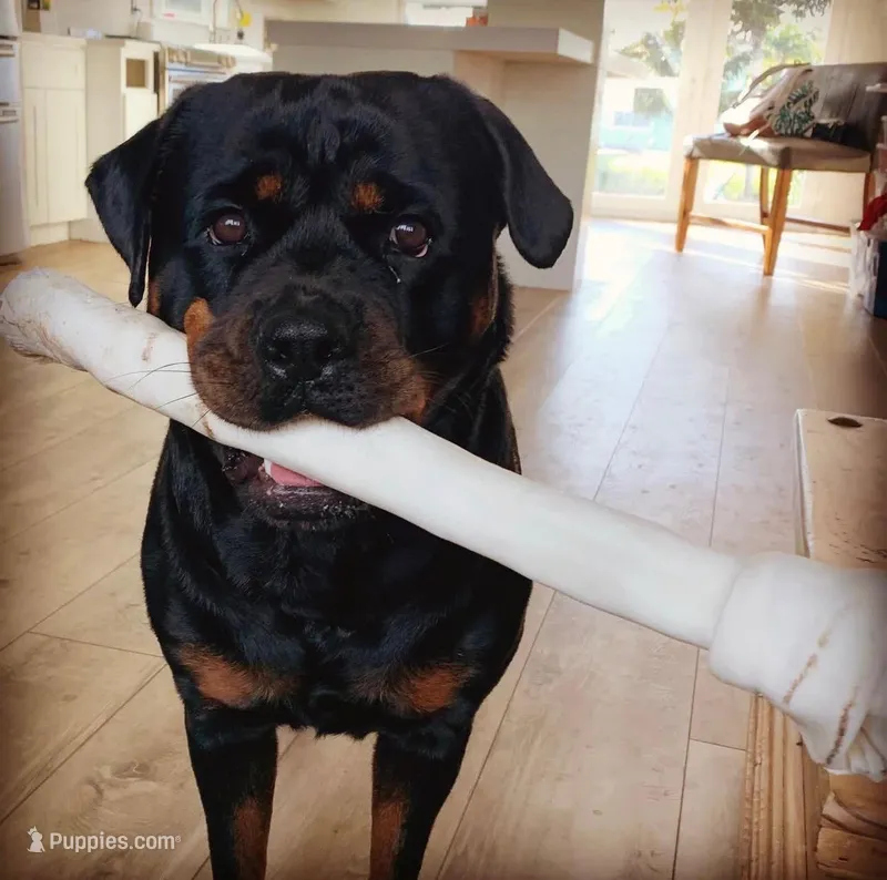 Lola – Rottweiler puppy for sale in Allentown, PA