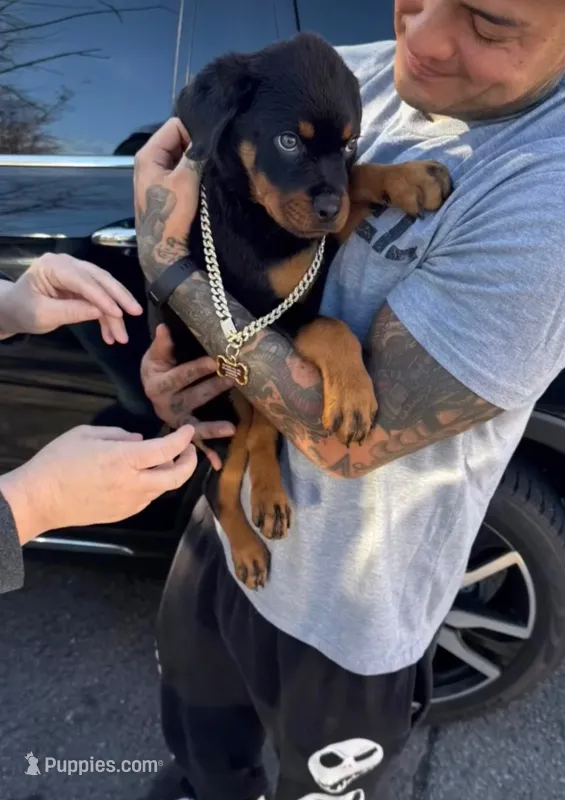 Sasha – Rottweiler puppy for sale in Allentown, PA