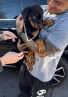 Sasha, a female Rottweiler for sale in Allentown, PA – 1 of 2