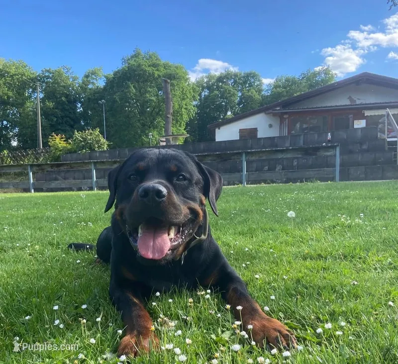 Lola – Rottweiler puppy for sale in Allentown, PA