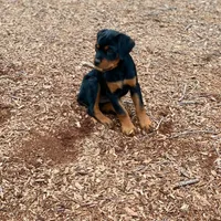 Rocco, a male Rottweiler for sale in Allentown, PA – Photo 2 of 3