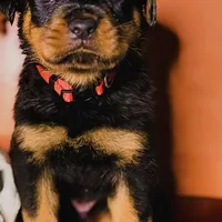 Rocco, a male Rottweiler for sale in Allentown, PA – Photo 1 of 3