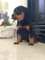 Reign, a female Rottweiler for sale in Allentown, PA – 2 of 2