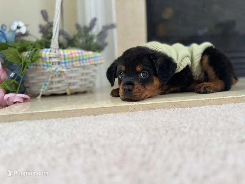 Reign – Rottweiler puppy for sale in Allentown, PA
