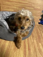 Charles ( chucky ) , a male Yorkipoo for sale in Allentown, PA – 2 of 3