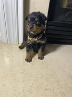 Klaus, a male Rottweiler for sale in Allentown, PA – 4 of 4