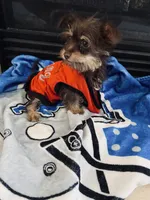 Cocoa , a male Yorkshire Terrier for sale in Allentown, PA – 2 of 2