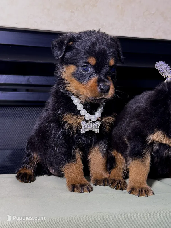 Sage  – Rottweiler puppy for sale in Allentown, PA