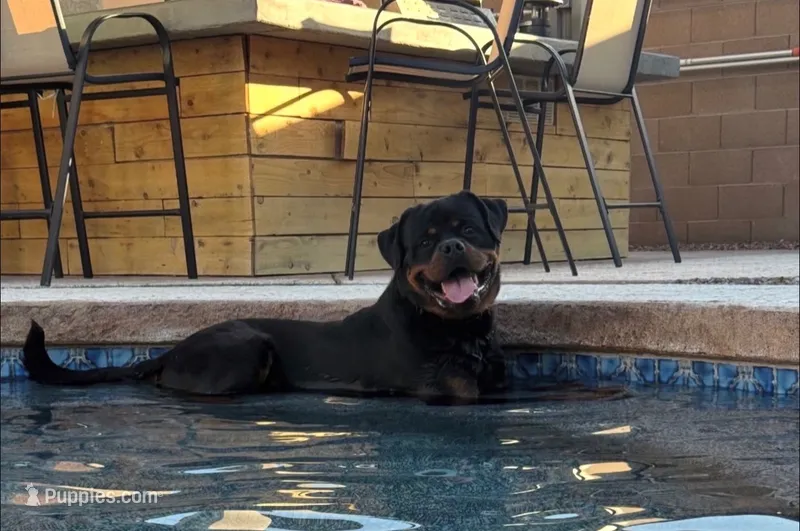 Lola – Rottweiler puppy for sale in Allentown, PA