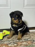 Ranger, a male Rottweiler for sale in Allentown, PA – 2 of 5