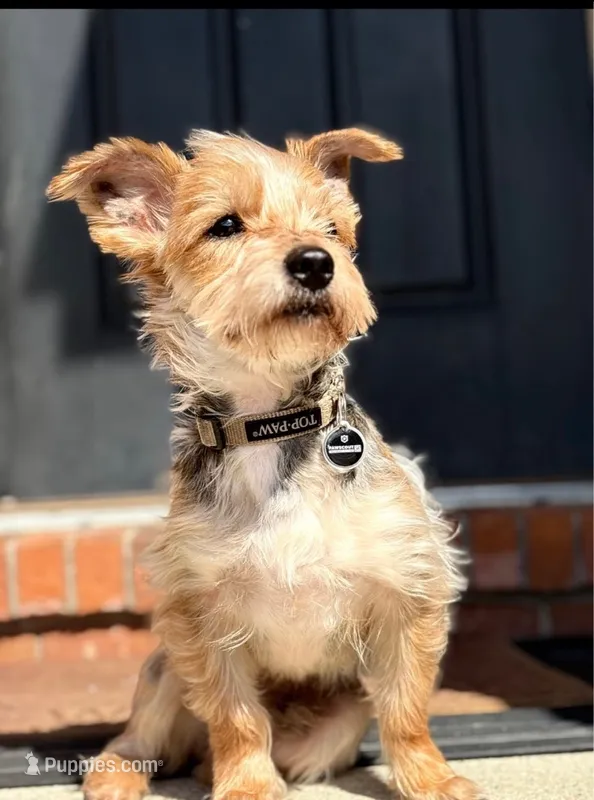 Prince – Yorkshire Terrier puppy for sale in Allentown, PA