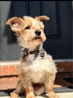 Prince, a male Yorkshire Terrier for sale in Allentown, PA – 1 of 1