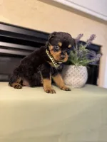 Zaxbys , a male Rottweiler for sale in Allentown, PA – 3 of 4