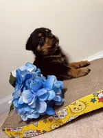 Vixen , a male Rottweiler for sale in Allentown, PA – 2 of 3