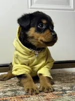 Chanel , a female Rottweiler for sale in Allentown, PA – 2 of 3