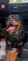 Kyrah, a female Rottweiler for sale in Allentown, PA – 3 of 3