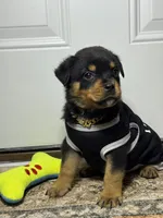 Ranger, a male Rottweiler for sale in Allentown, PA – 4 of 5