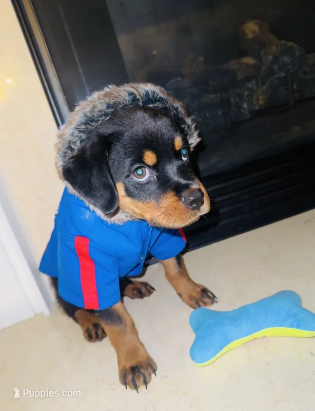 Massimo – Rottweiler puppy for sale in Allentown, PA