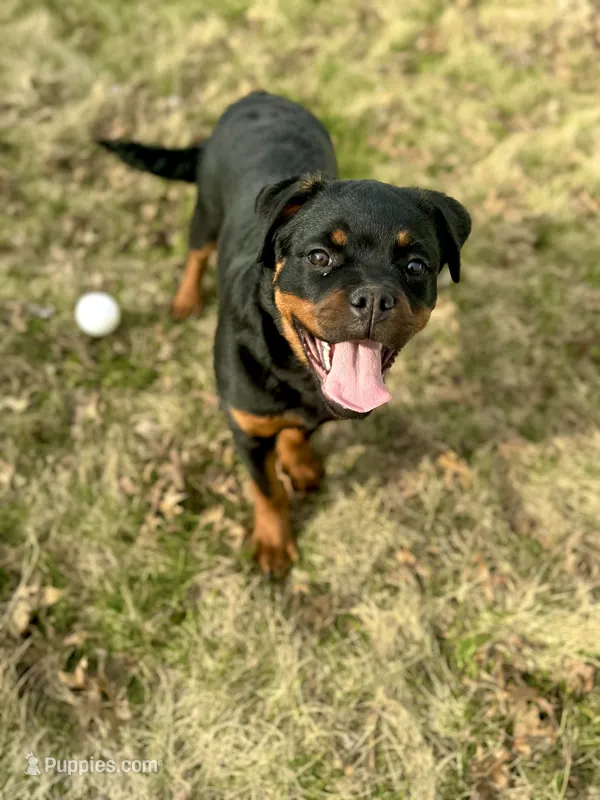 Fashion – Rottweiler puppy for sale in Allentown, PA