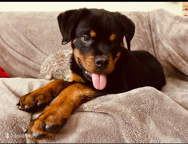 Rosie – Rottweiler puppy for sale in Allentown, PA
