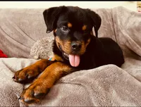 Rosie, a female Rottweiler for sale in Allentown, PA – 1 of 2